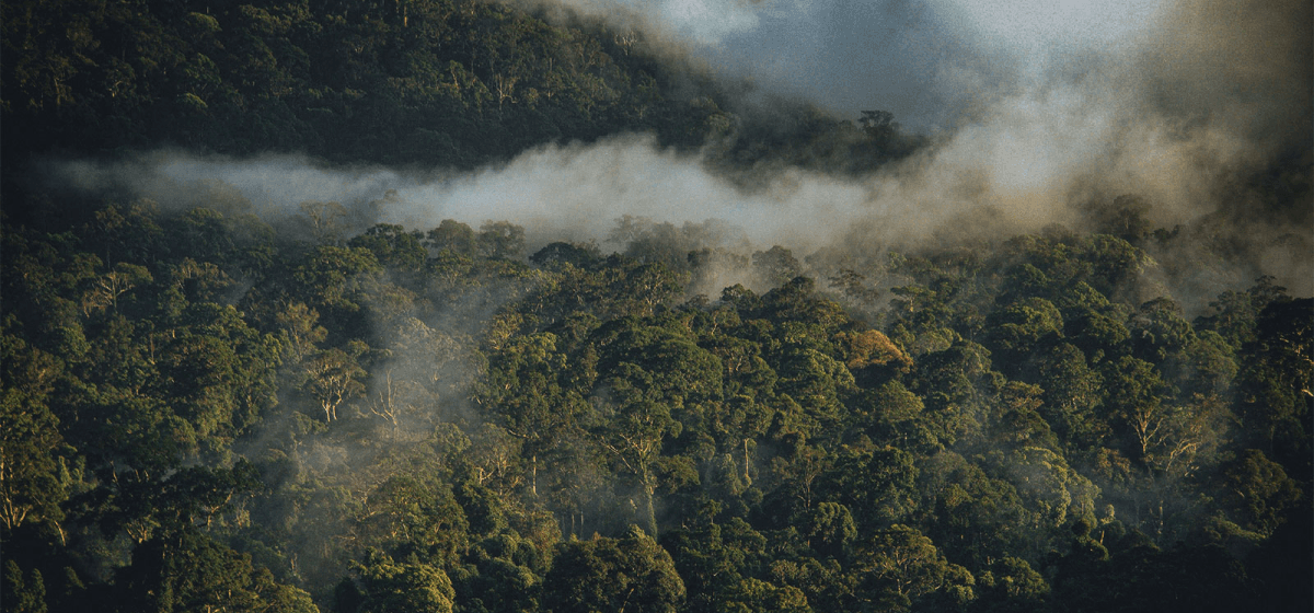 imagem amazônia